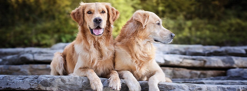Two golden retrievers lying in nature
