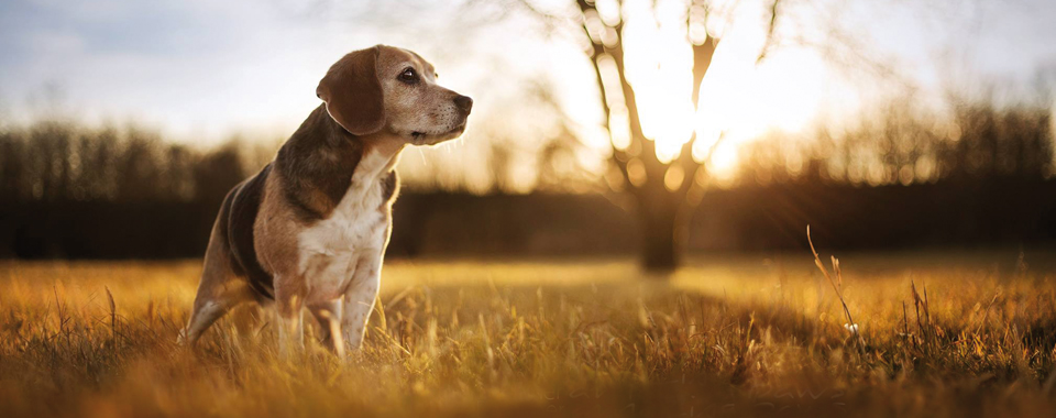 Beagle in nature