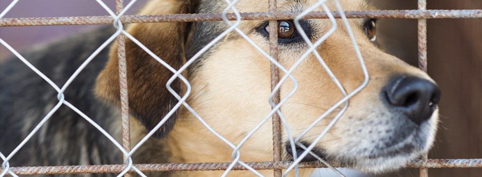 Beregn billet Tage af Adopt a dog from a shelter - Naturavetal® Guide