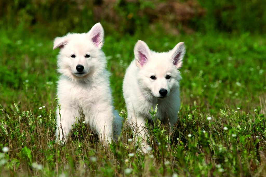 Two small dogs in a meadow
