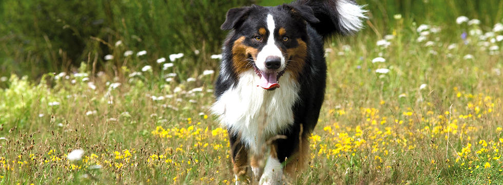 Hund läuft über eine Blumenwiese